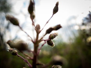 Close-up of plant against blurred background