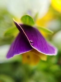 Close-up of flower