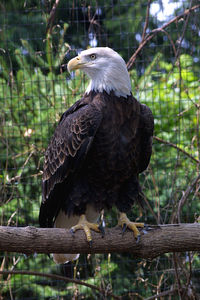 Amerucan bald eagle perching on a tree