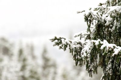 Close-up of pine tree during winter