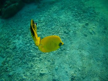 Close-up of fish swimming in sea