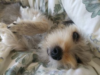 High angle view of dog resting on bed