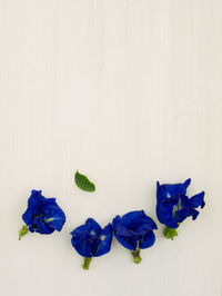 Close-up of purple flowers against white background