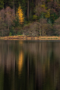 Scenic view of lake in forest