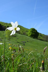 Close-up of white flowers blooming in field