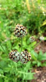 Close-up of bee on plant