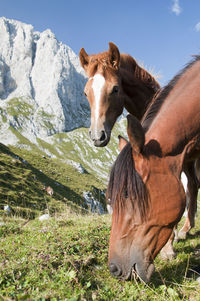 Horse grazing on field