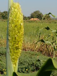 Close-up of fresh green field against sky