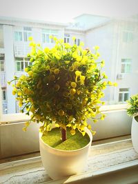 Yellow flower tree