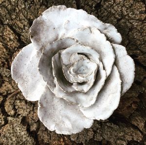 Close-up of white flower on rock