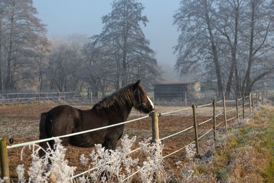 View of an horse on winter field