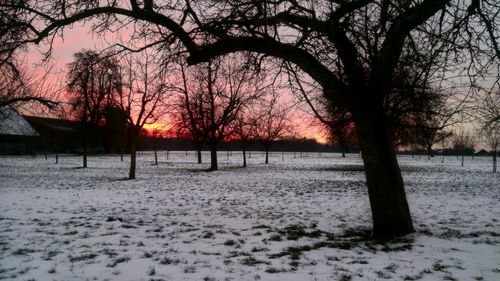 Trees on snow covered landscape during sunset