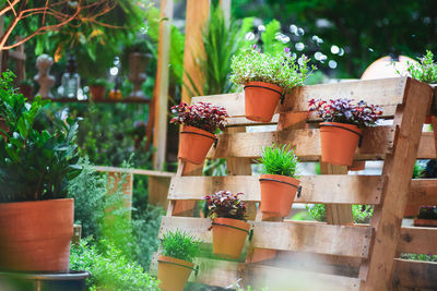 Close-up of potted plants in yard