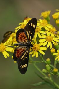 Close-up of butterfly on flower