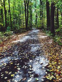 Trees in forest