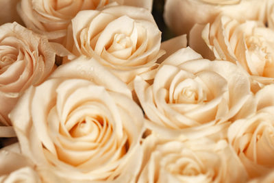 Full frame shot of rose bouquet