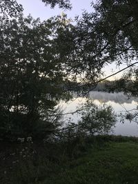 Trees by lake in forest against sky