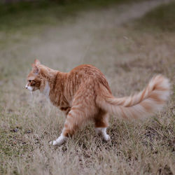 Side view of a cat on field