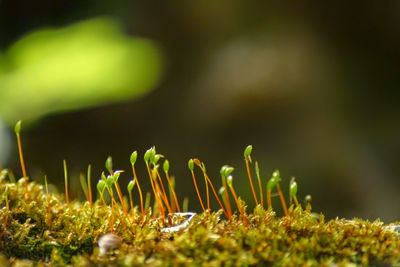 Close-up of plants