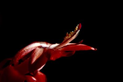 Close-up of red hibiscus over black background