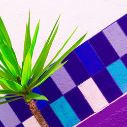 High angle view of potted plant against wall