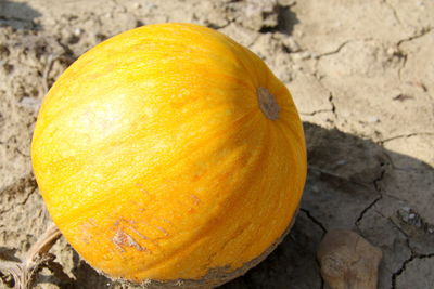 Close-up of pumpkin