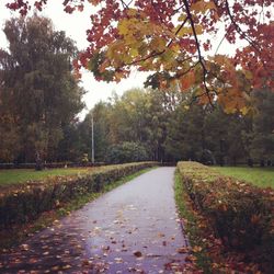 Road passing through forest