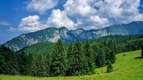 Scenic view of pine trees against sky