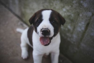 Portrait of puppy standing outdoors