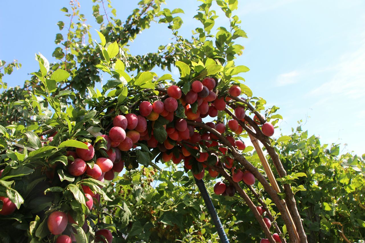 fruit, food and drink, growth, freshness, tree, red, low angle view, food, healthy eating, ripe, leaf, branch, nature, agriculture, sky, hanging, growing, berry fruit, day, outdoors