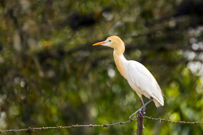 Bird perching on wooden post