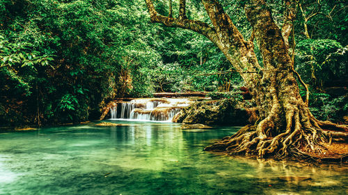 Scenic view of waterfall in forest