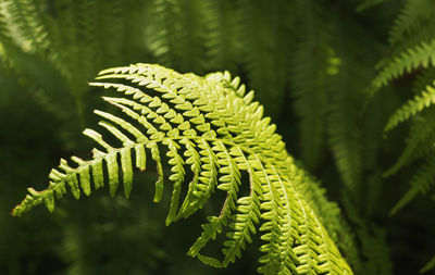 Close-up of fern leaves