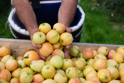 Hands holding apples over a large wooden crate of apples