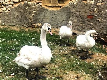 Swans on field