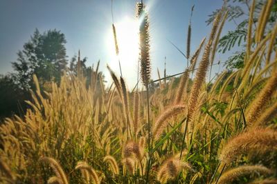 Close-up of wheat field against clear sky