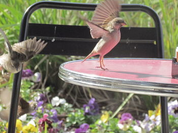 Close-up of bird perching outdoors