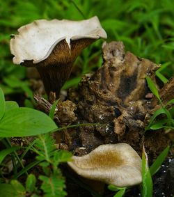 Close-up of mushroom growing in forest