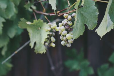 Close-up of grapes on plant