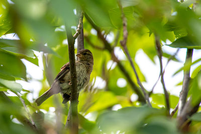 Sparrow on a branch