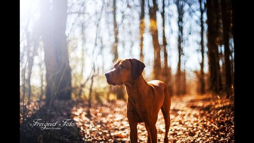 Dog on tree against sky