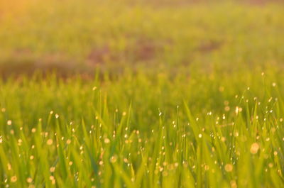 Close-up of wet grass on field