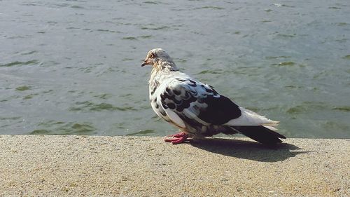 Close-up of bird perching on floor