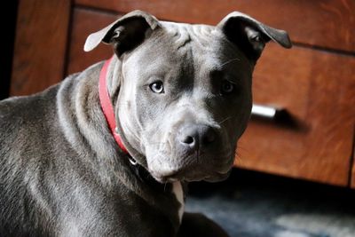 Close-up portrait of a dog at home