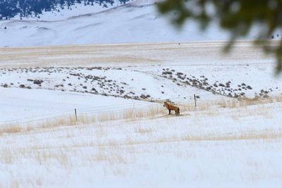 View of an animal on snow covered land