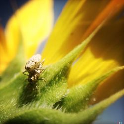 Close-up of insect on yellow flower