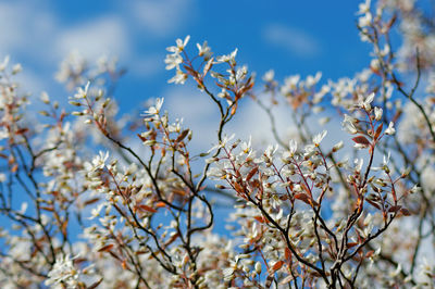 Low angle view of blooming tree