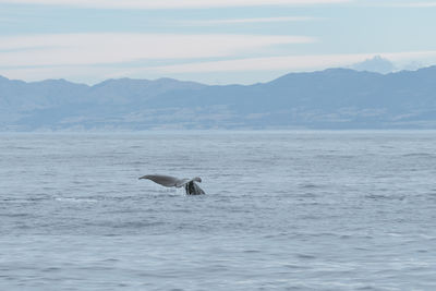 Sperm whale sighting on a boat tour from kaikoura, new zealand