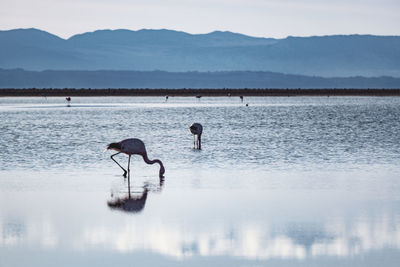 Flamingos in salt lakes in the atacama desert