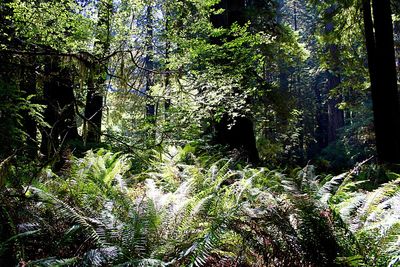 Low angle view of trees